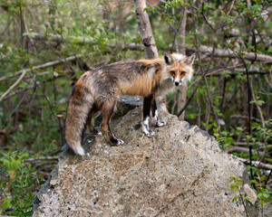 Red Fox Photo Stock. Fox Image. Close-up standing on a big rock with forest background in its habitat and environment. Picture. Portrait. Fox Image.