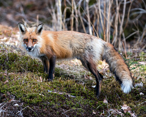 Red Fox Photo Stock. Fox Image. Close-up profile side view standing on green moss in the spring season with blur background and enjoying its environment and habitat.  Picture. Portrait.