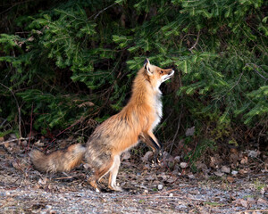 Red Fox Photo Stock. Fox Image. Standing on hinges legs and smelling spruce needle tree in the spring season with green background in its environment and habitat  Picture. Portrait.