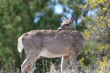 A deer looks around in a forest.