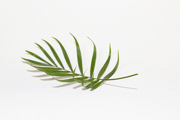 Hoja verde con fondo blanco minimalista