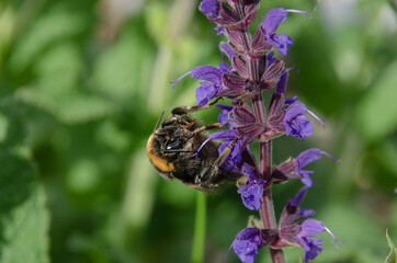 Hummel am Salbei