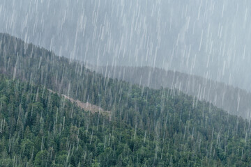 The summer downpour over the green forest on Carpathian foggy mountain hills.