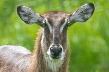 Female waterbuck looking at the camera