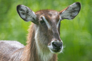 Female waterbuck looking on the right side