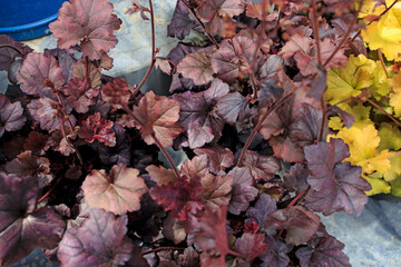 Heuchera Indian Summer on the lawn, the curly leaves are tangerine orange.