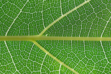 green leaf texture on a macro perspective