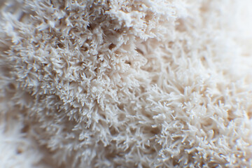 Hericium erinaceus mushroom. mushrooms © TaylerDerden