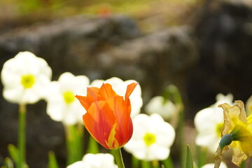 Obraz premium An assortment of colorful flowers in springtime.