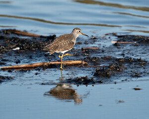 Sandpiper Bird Photo Stock. close-up profile view walking on shoreline in the mud and water looking for food in its environment and habitat displaying brown feather, yellow legs and long beak.