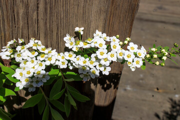 Blooming spirea bushes inside gray wooden benches in a recreation park.
