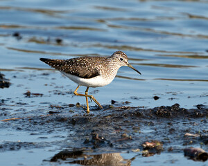 Sandpiper Bird Photo Stock. close-up profile view walking on shoreline in the mud and water looking for food in its environment and habitat displaying brown feather, yellow legs and long beak.