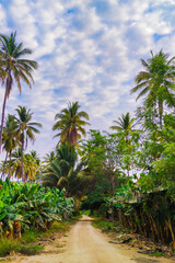 Obraz premium palm trees
