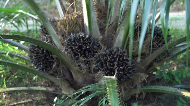 Oil palm trees aged 3-6 years are producing bright and comfortable crops, Asian economic crops in tropical Thailand 4k.