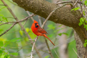 Red Northern Cardinal bird perched on tree branch near forest