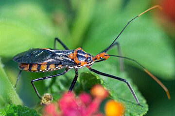 Dangerous cricket insect on the nature
