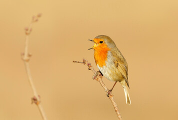 Close up of a European Robin calling in spring