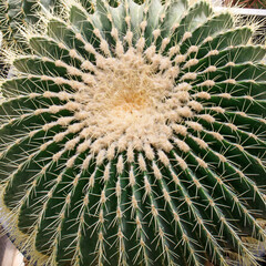 Naklejka na ściany i meble Echinocactus grusonii, popularly known as the golden barrel cactus, golden ball or mother-in-law's cushion, is a well known species of cactus,