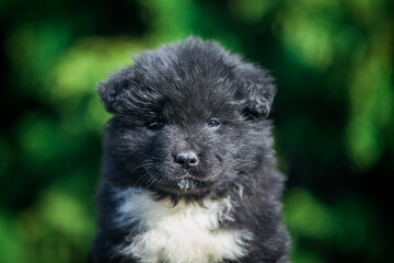 American akita cute puppy outside in the beautiful park. Akita litter in kennel photoshoot.	
