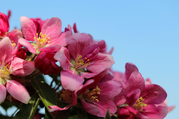 Macro photography of beautiful pink apple tree flowers with selective focus on the sky background for the banner

