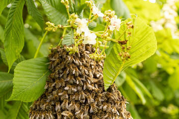 Geschwärmter Bienenschwarm in einer Kastanie