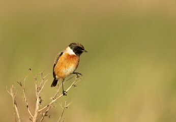 European stonechat perching on a branch