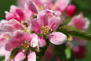 Macro photography of a pink apple tree flower, pistil and stamens