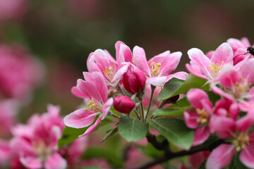 Beautiful pink apple tree flowers 