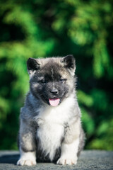 American akita cute puppy outside in the beautiful park. Akita litter in kennel photoshoot.	
