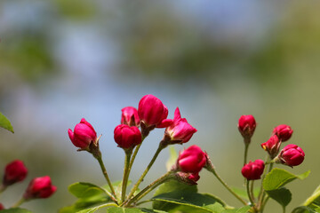 Fototapeta premium Beautiful pink apple tree buds with selective focus on a natural green background for the banner