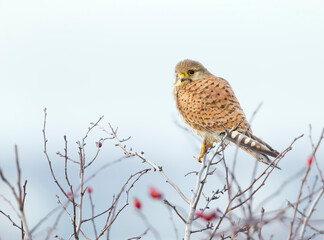 Close up of a common kestrel perched in a tree