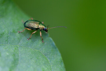 A little insect in a green leaf with a green background