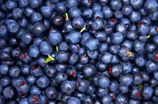 Background of blueberry fruit. Drops of water fall on ripe sweet blueberries. A collection of blue and black berries. A conceptual image of food. selective focus, copy space, supermarket advertising