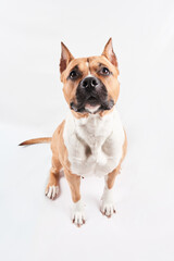 American Staffordshire Terrier portrait isolated on white background. Dog muzzle close-up in studio