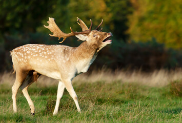 Fallow deer stag calling during rutting season in autumn