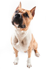 American Staffordshire Terrier portrait isolated on white background. Dog muzzle close-up in studio