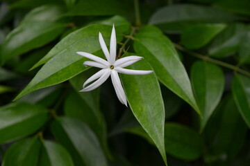 flower in the garden