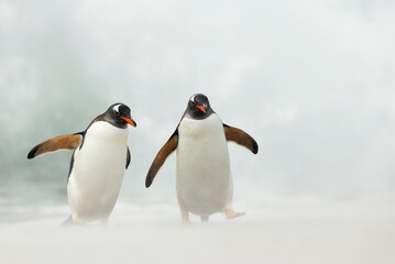 Close up of two Gentoo penguins on a stormy beach,