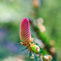 a young female cone of an ordinary spruce, it is pink and its scales invitingly open in anticipation of pollen.