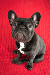 french bulldog puppy on red background looking up