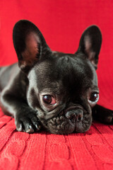 Sad Frenchie