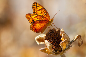 Orange butterfly in the garden
