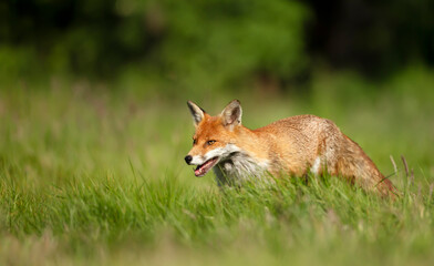 Naklejka na ściany i meble Close up of a Red fox in grass