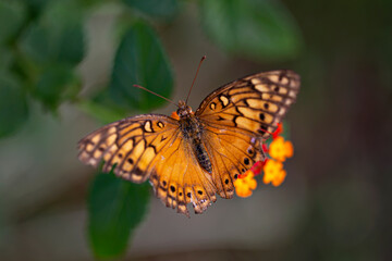 Orange butterfly in the garden