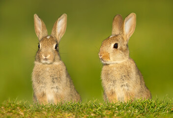 Naklejka na ściany i meble Close up of two cute little rabbits in meadow