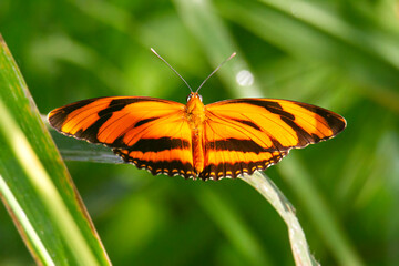 Orange butterfly in the garden