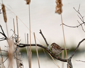 Sparrow Photo Stock. Perched on a branch with cattail foliage foreground and blur background in its environment and habitat. Picture. Image. Portrait.