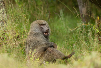 Close up of an olive baboon sitting on grass