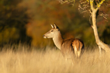 Red deer hind standing in a field of grass in autumn