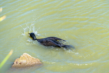 Cormorant dives for fish, California